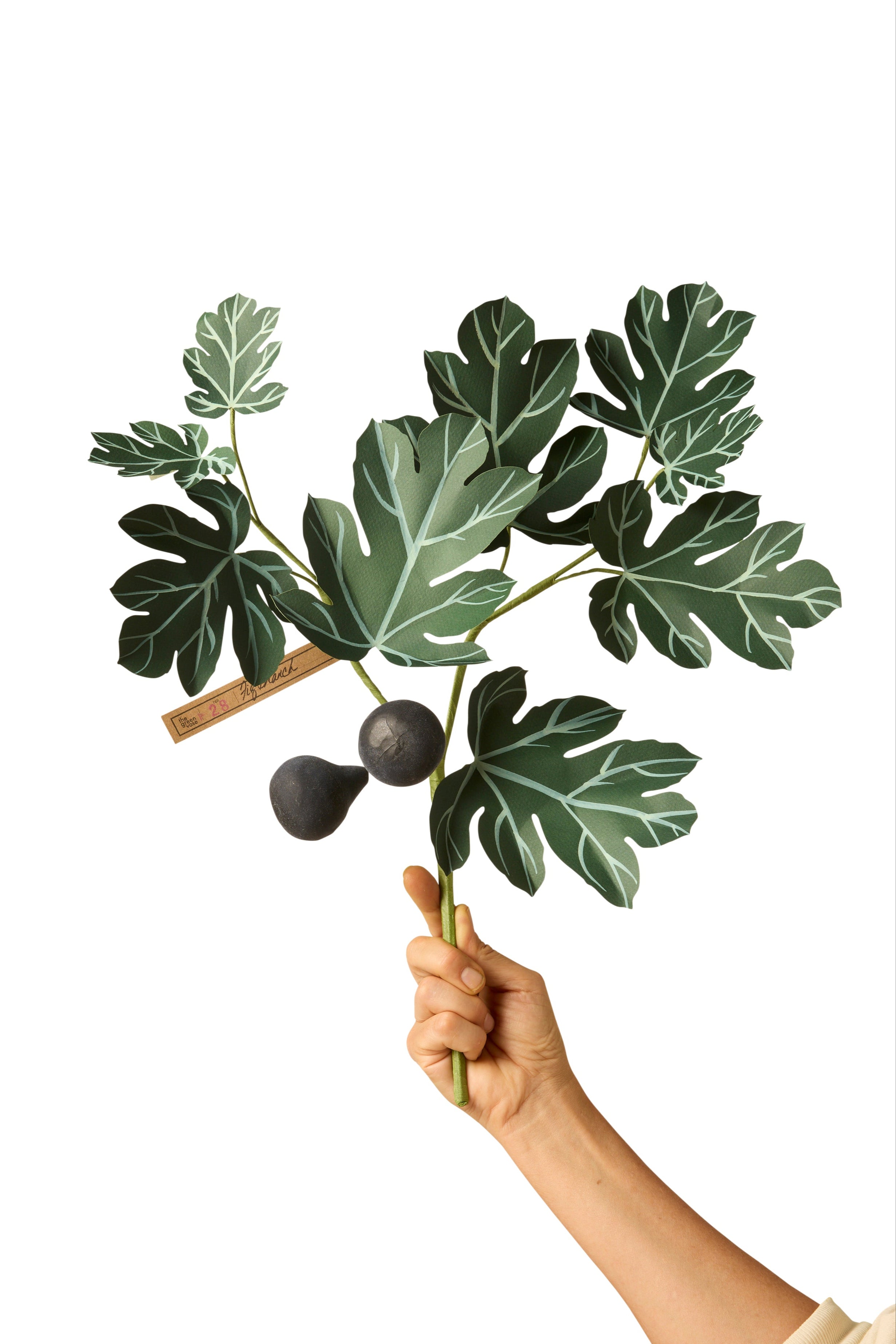 Fig Branch