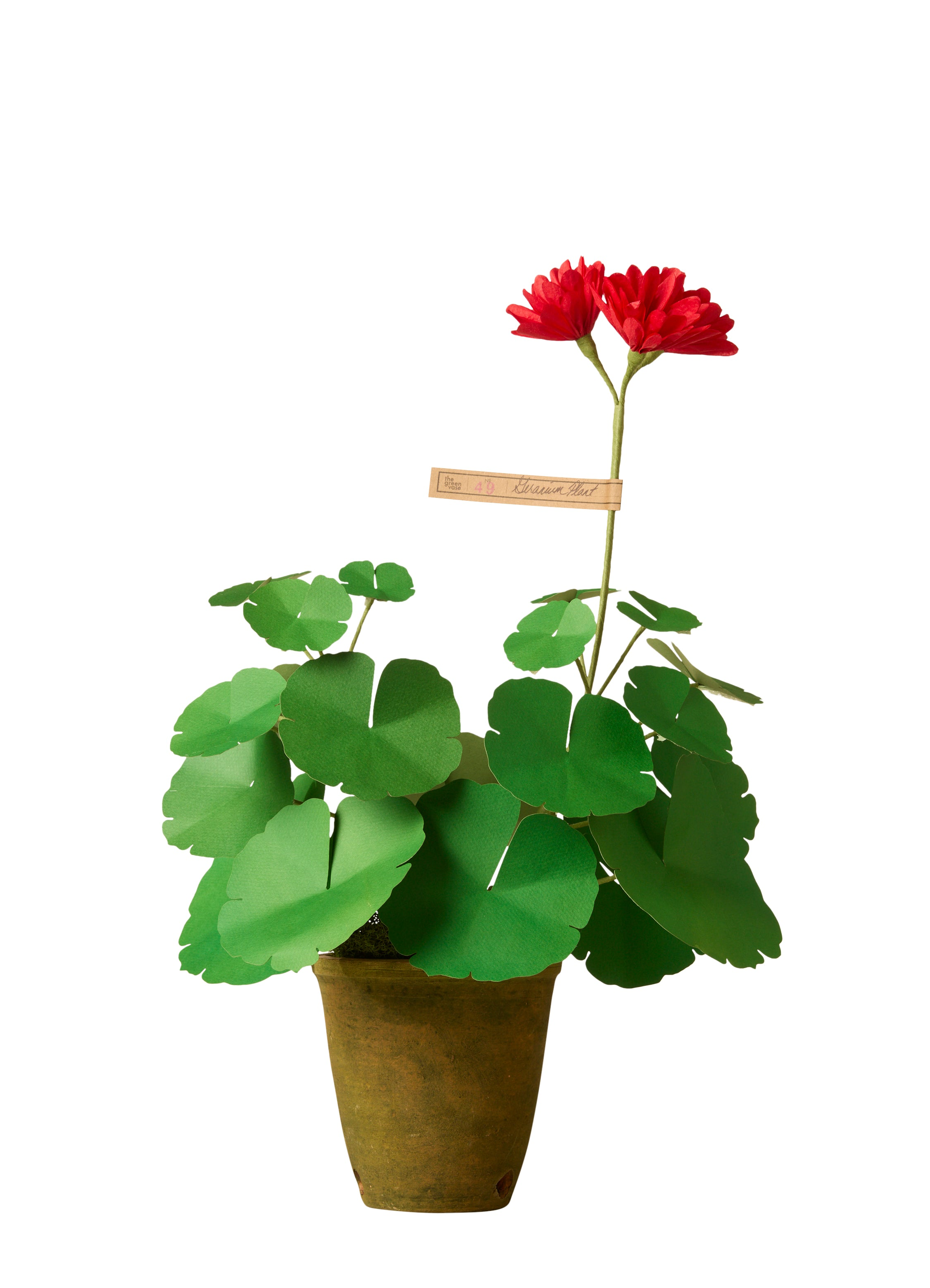 Mini Geranium Plant