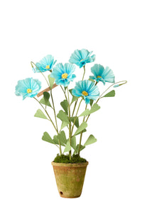 Himalayan Poppy Plant