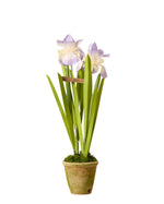 Load image into Gallery viewer, Japanese Iris Plant
