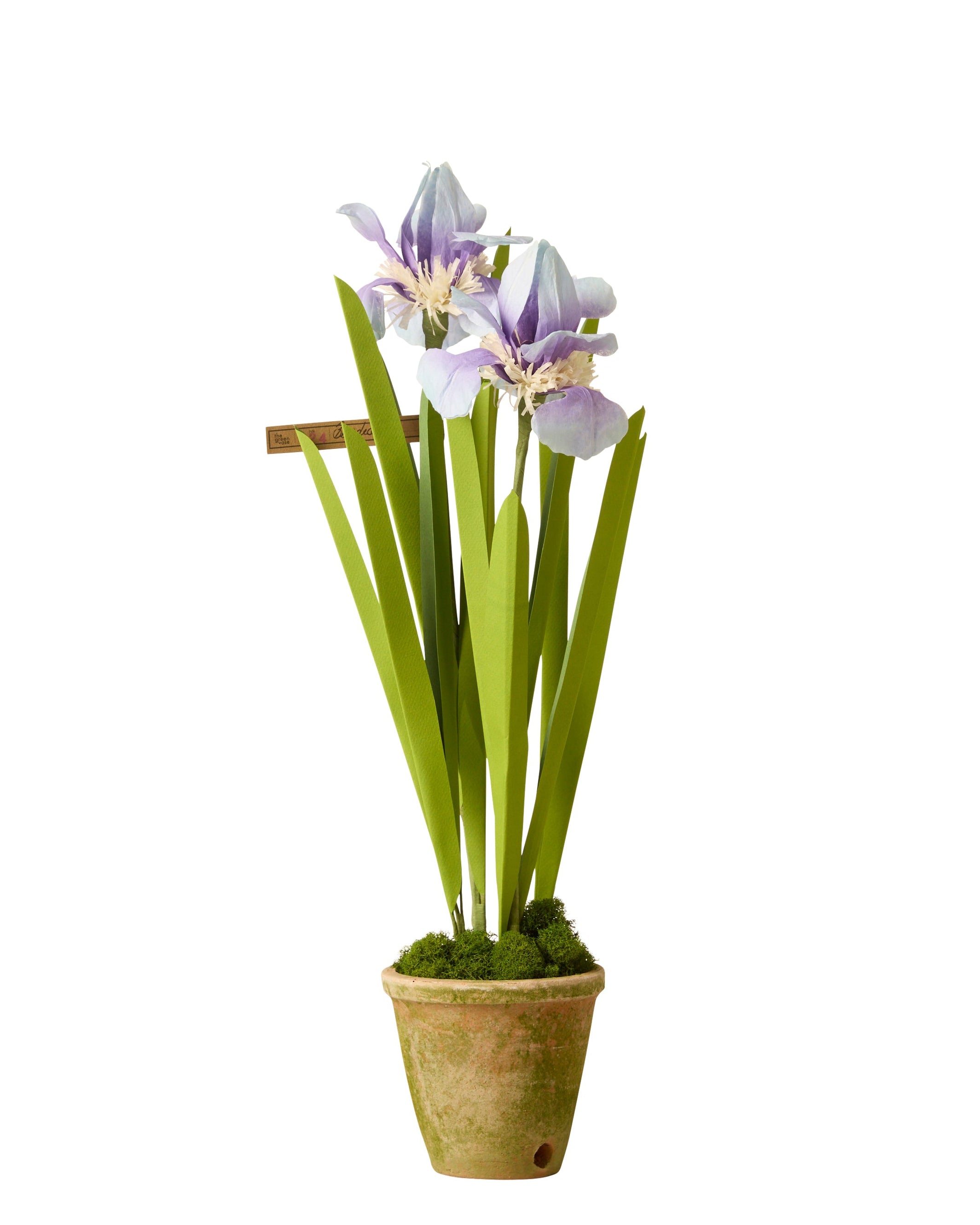 Japanese Iris Plant