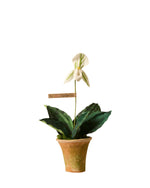 Load image into Gallery viewer, Lady Slipper Orchid Plant
