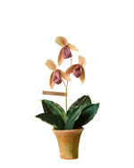 Load image into Gallery viewer, Lady Slipper Orchid Plant
