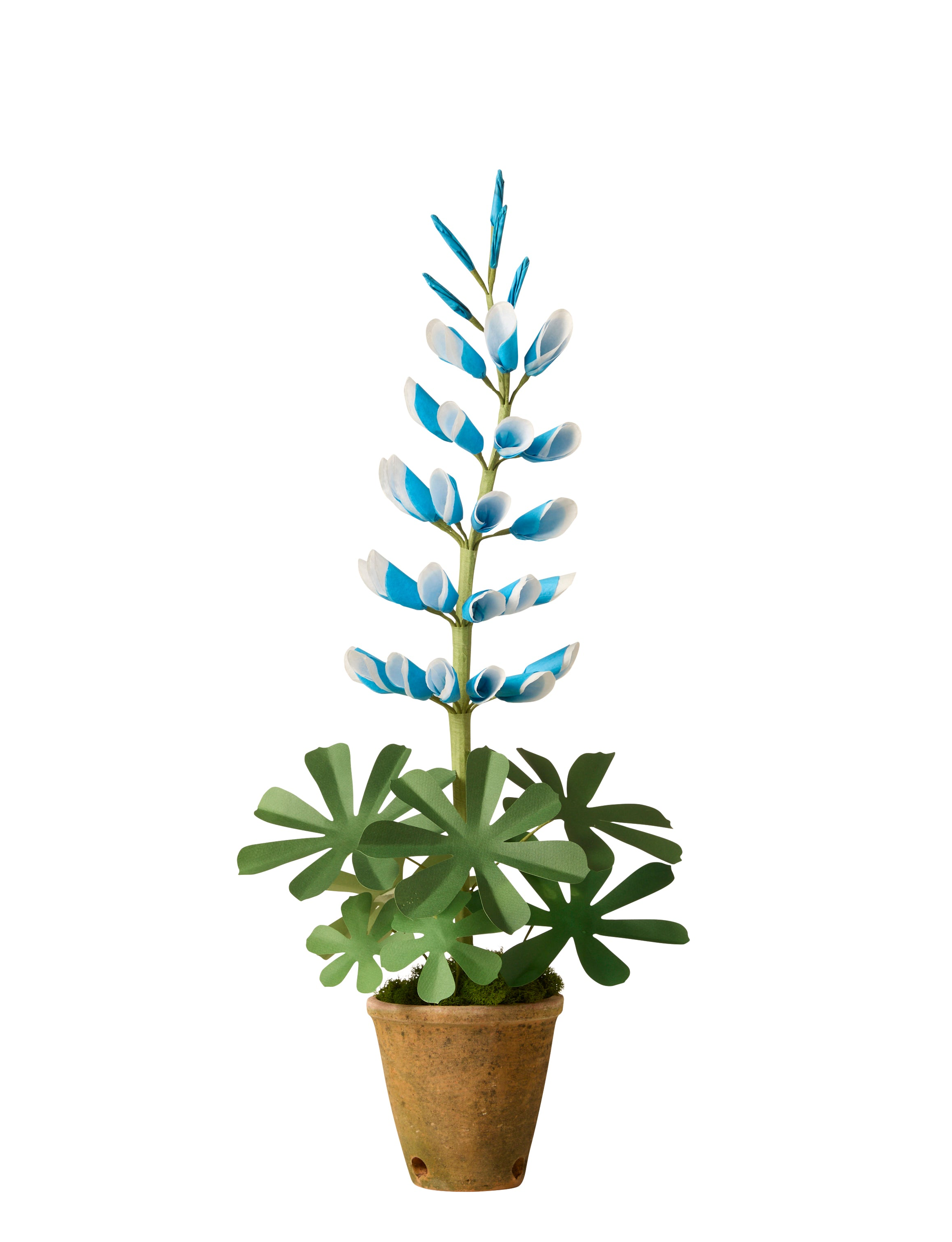 Lupine Plant
