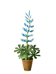 lupine potted plant Lupine Plant – The Green Vase