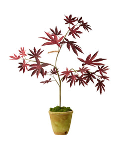 Japanese Maple Tree
