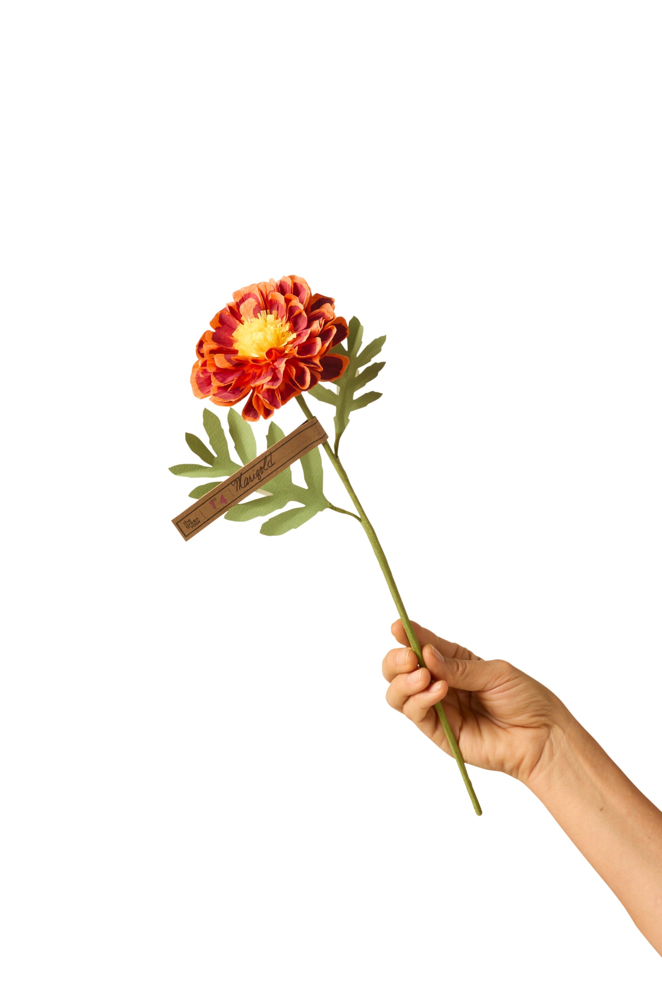 Marigold Stem