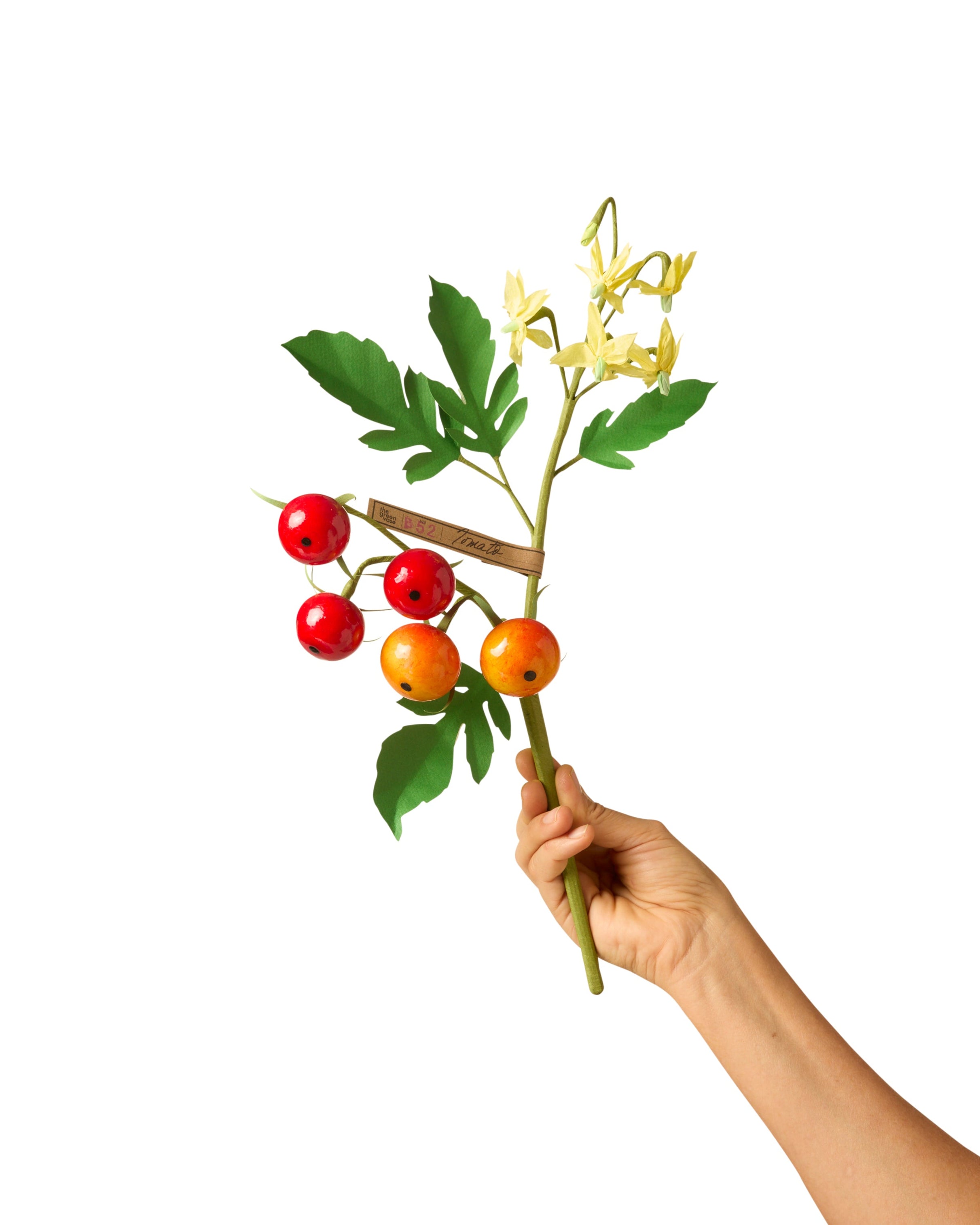 Tomato Stem