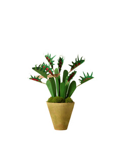 Venus Flytrap Plant