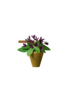 Violet Plant