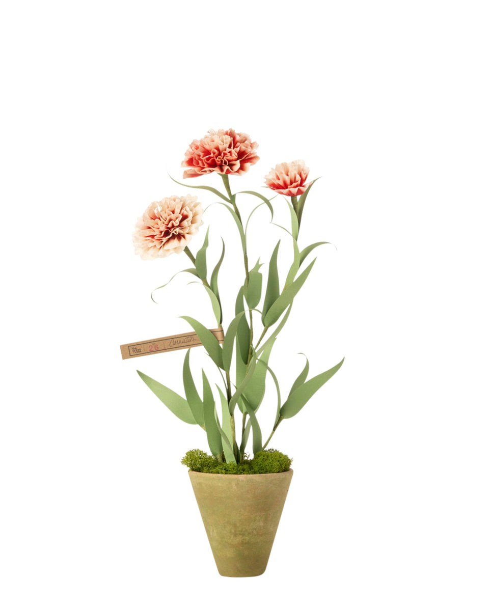 The Green Vase Carnation Plant
