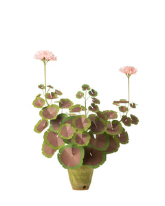 Two-Tone Geranium Plant