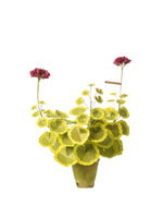 Load image into Gallery viewer, Two-Tone Geranium Plant
