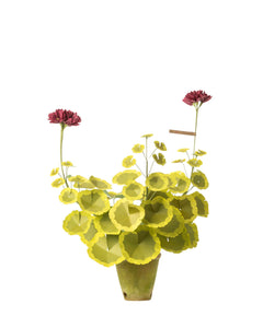 Two-Tone Geranium Plant