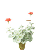 Load image into Gallery viewer, Geranium Plant
