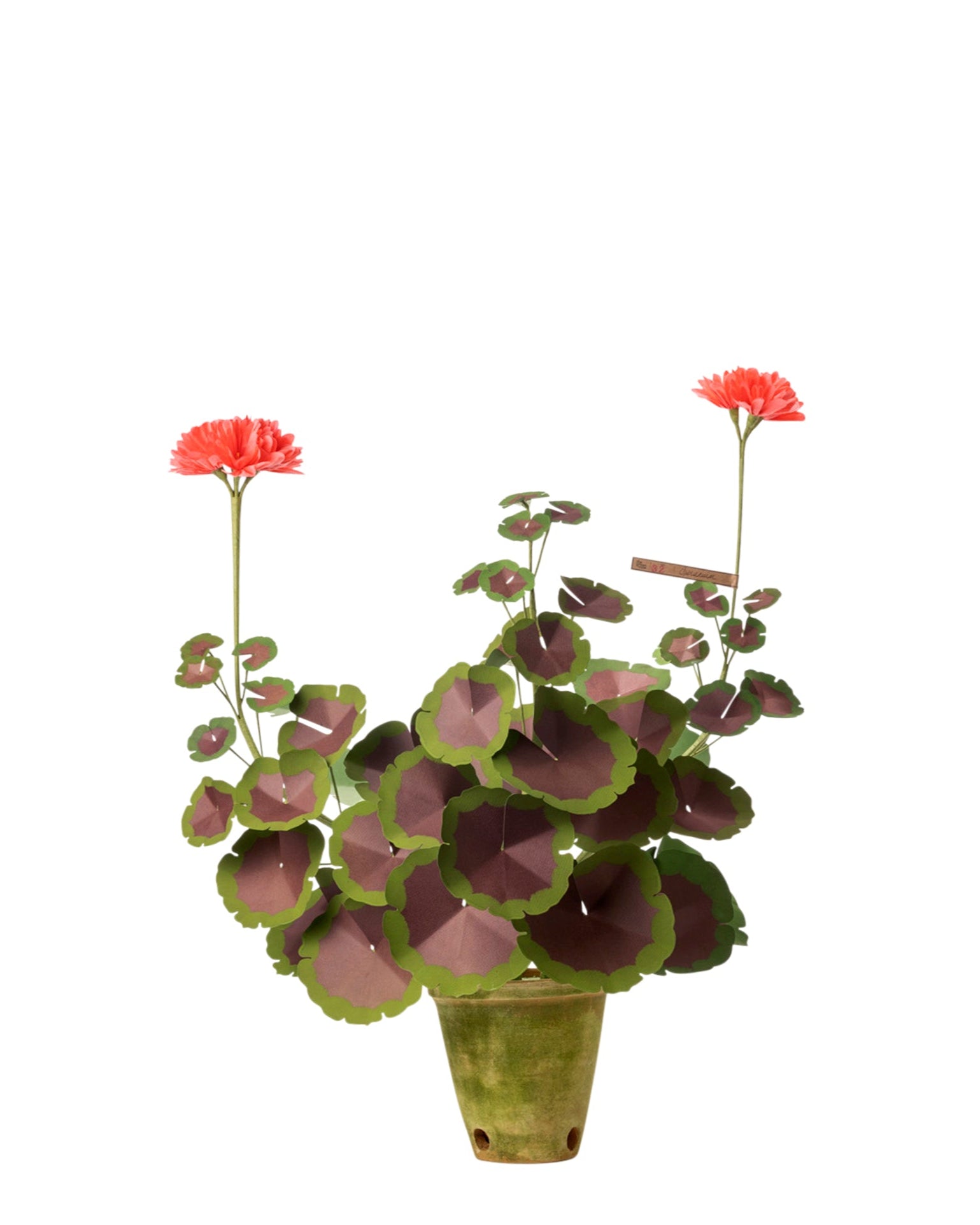 Two-Tone Geranium Plant