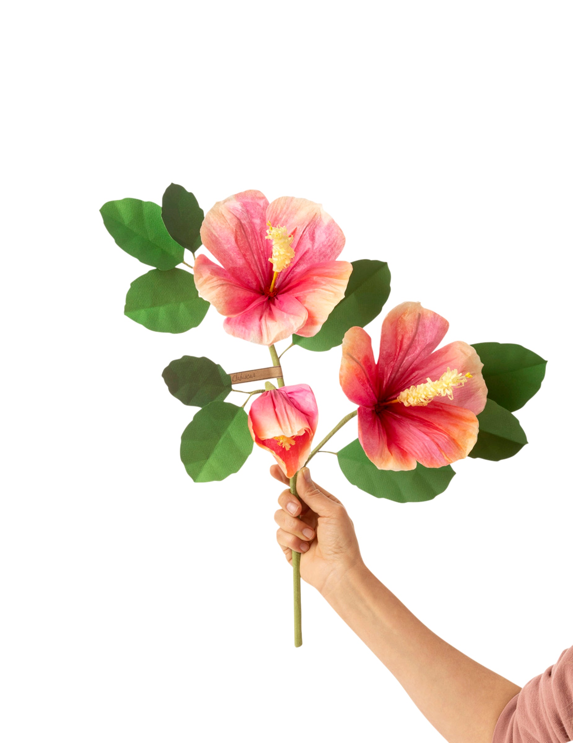 Hibiscus
