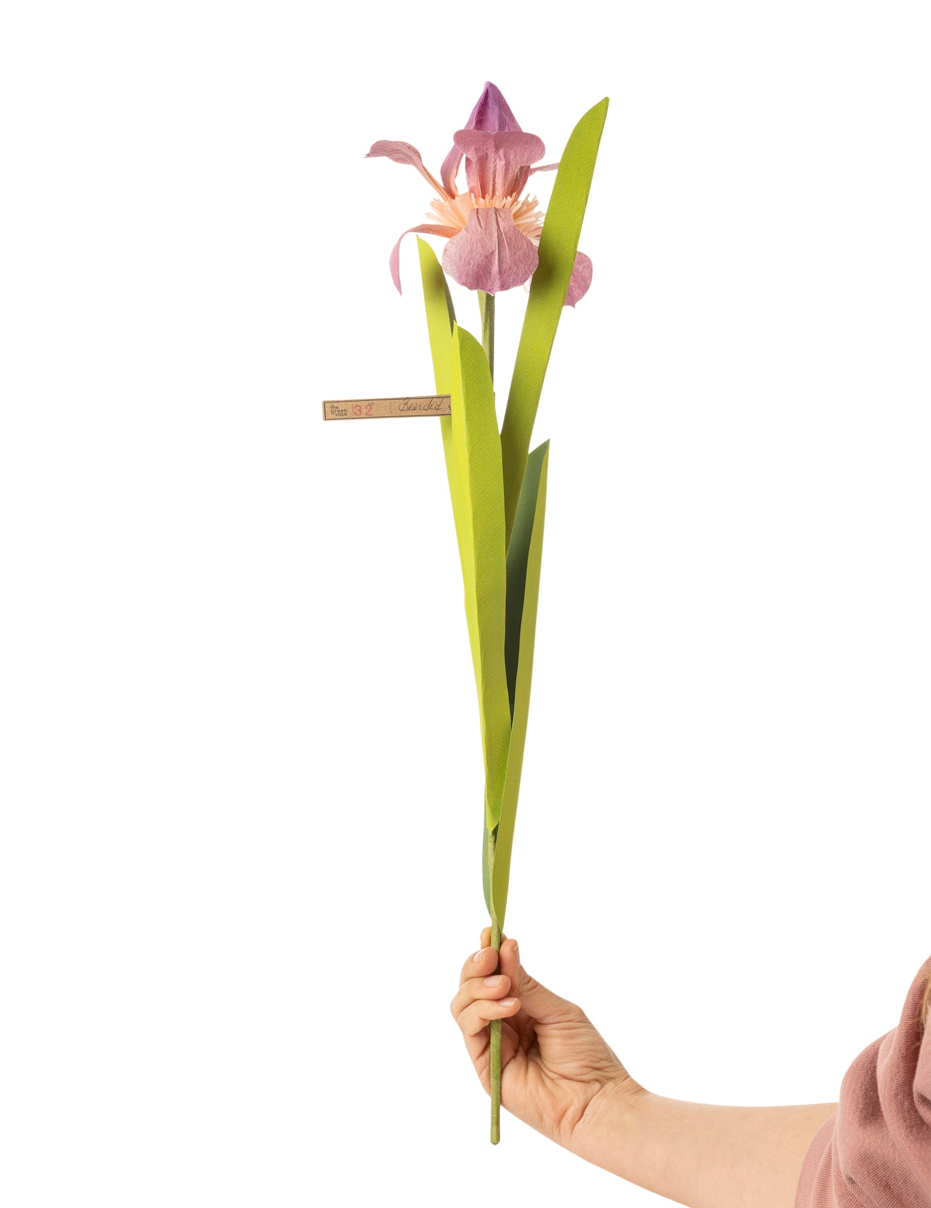Japanese Iris