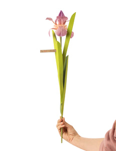 Japanese Iris