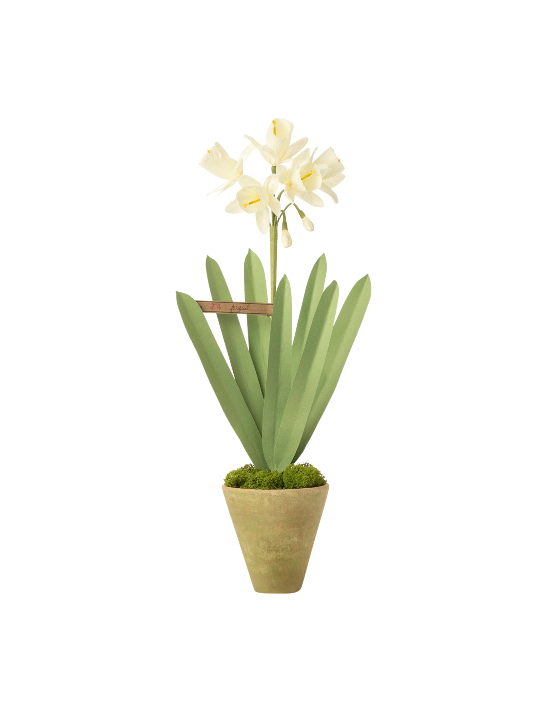 Mini Daffodil Plant