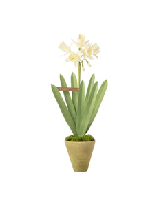 Mini Daffodil Plant
