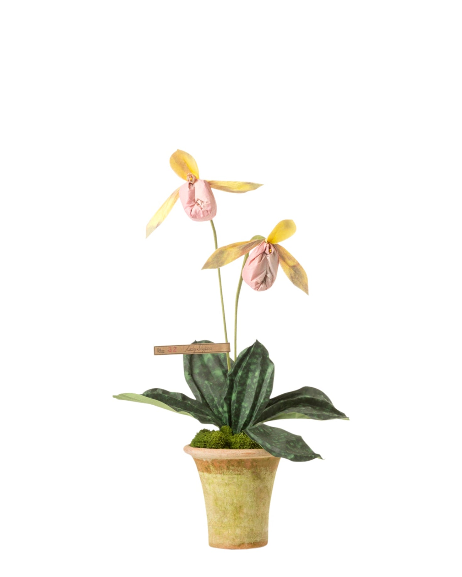 Lady Slipper Orchid Plant