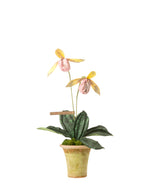 Load image into Gallery viewer, Lady Slipper Orchid Plant
