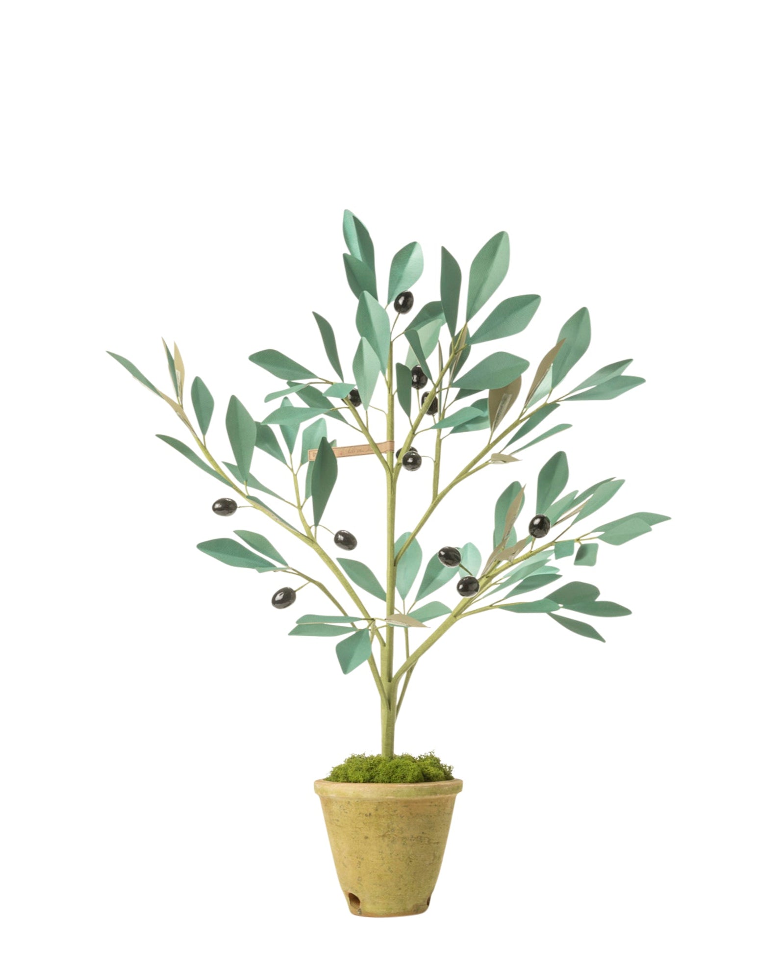 Olive Tree