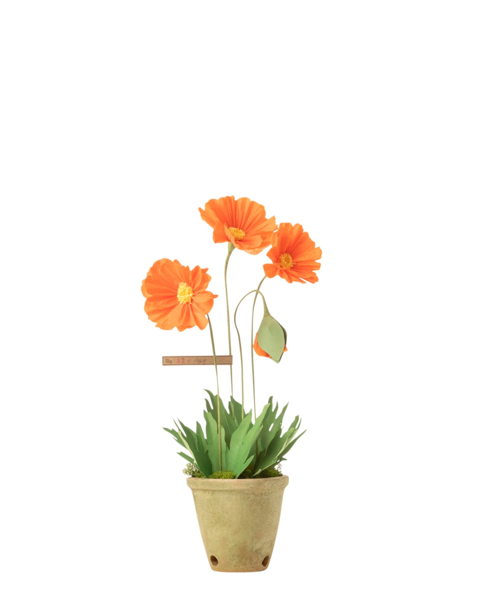 poppy plant pot Moroccan Poppy Plant