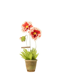 poppy plant pot Icelandic Poppy Plant