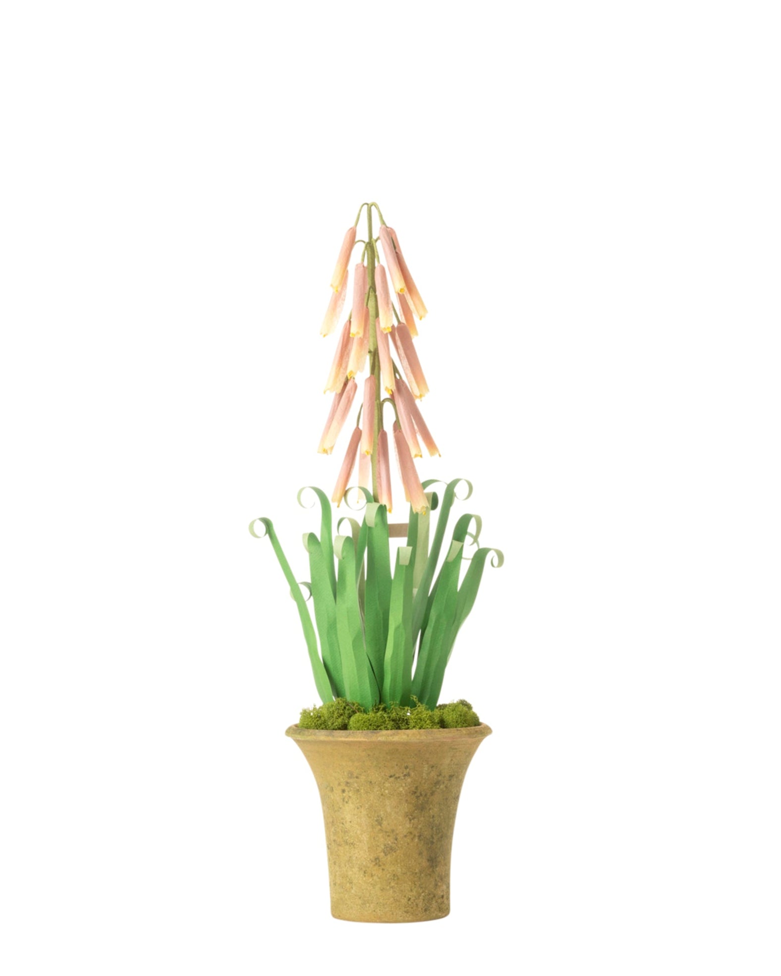 Red Hot Poker Plant