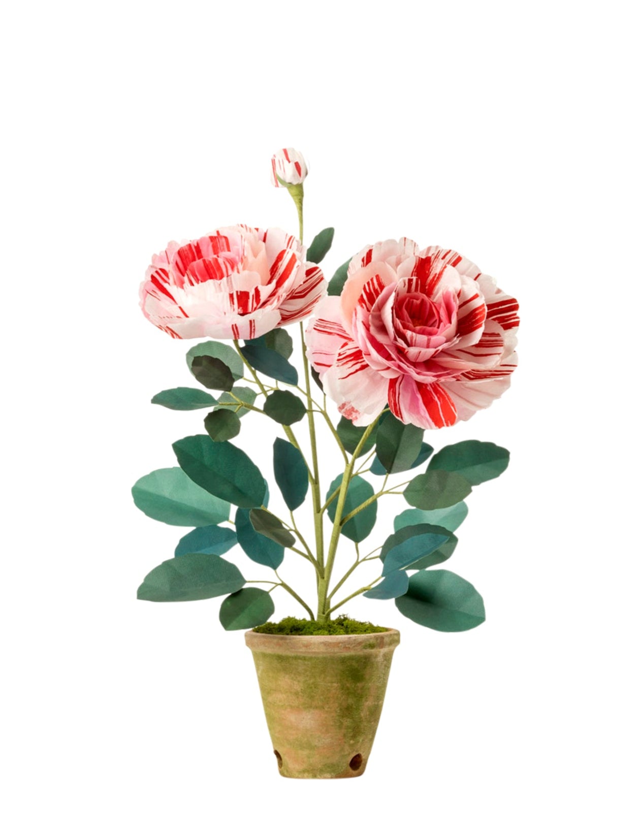 Variegata Di Bologna Rose Plant