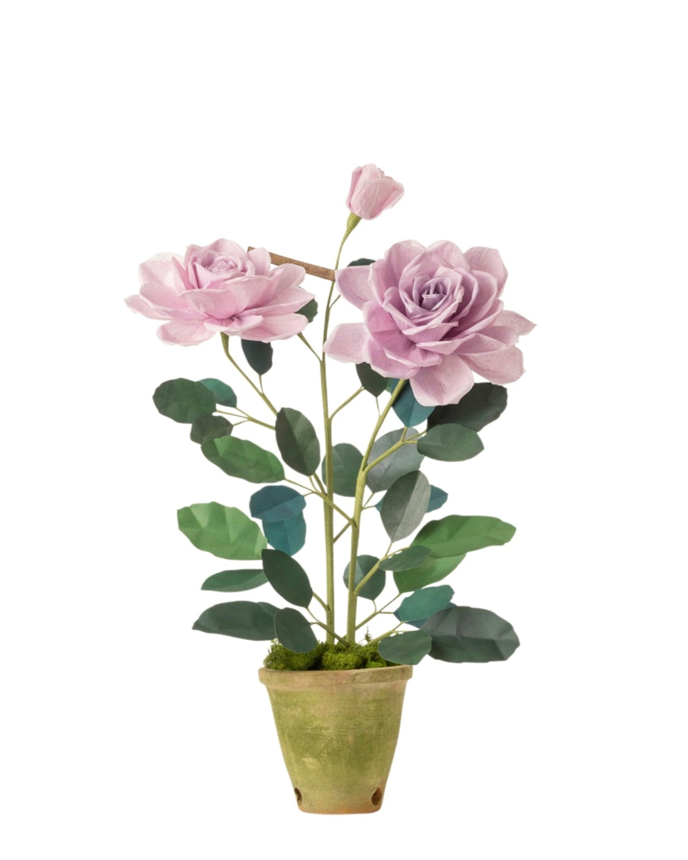 Charles de Gaulle Rose Plant