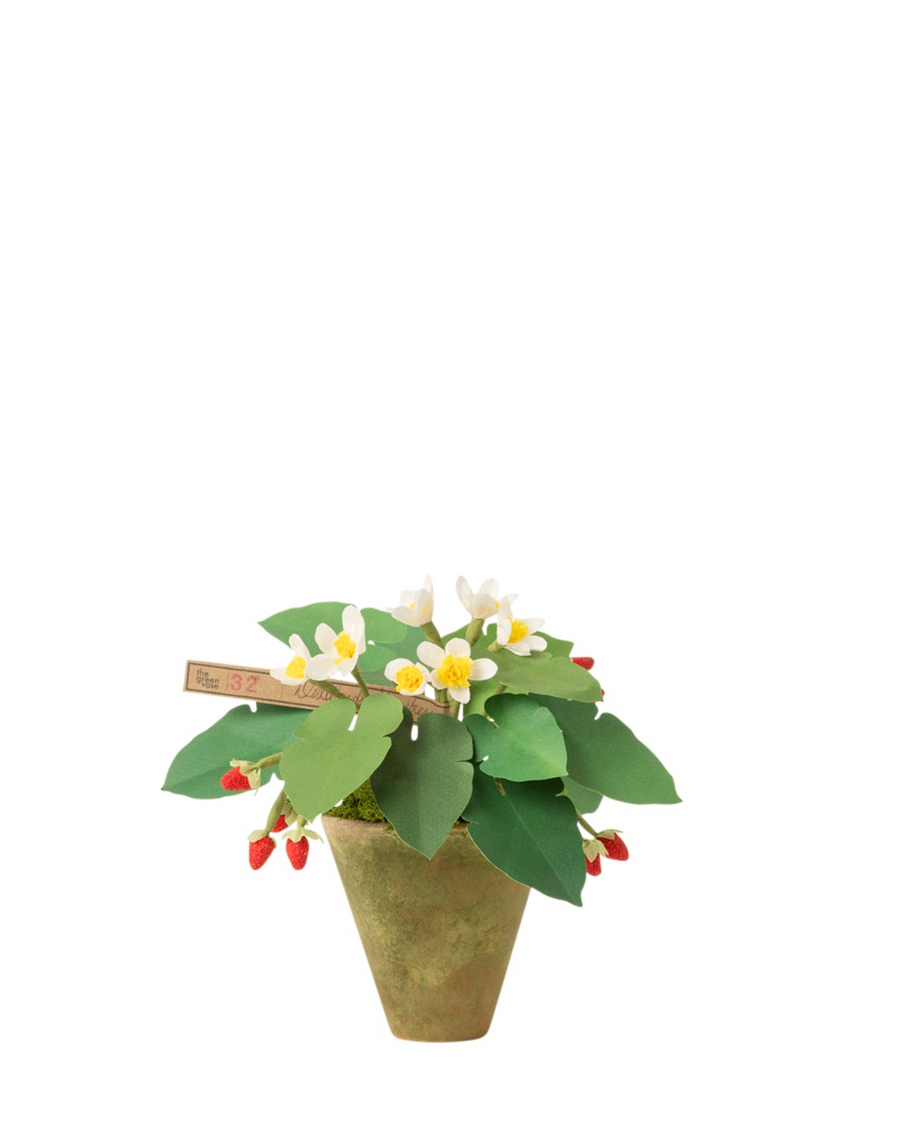 Strawberry Plant – The Green Vase