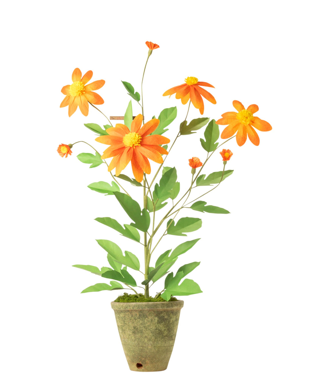 Tithonia Plant – The Green Vase