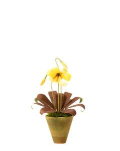 Mini Trout Lily Plant