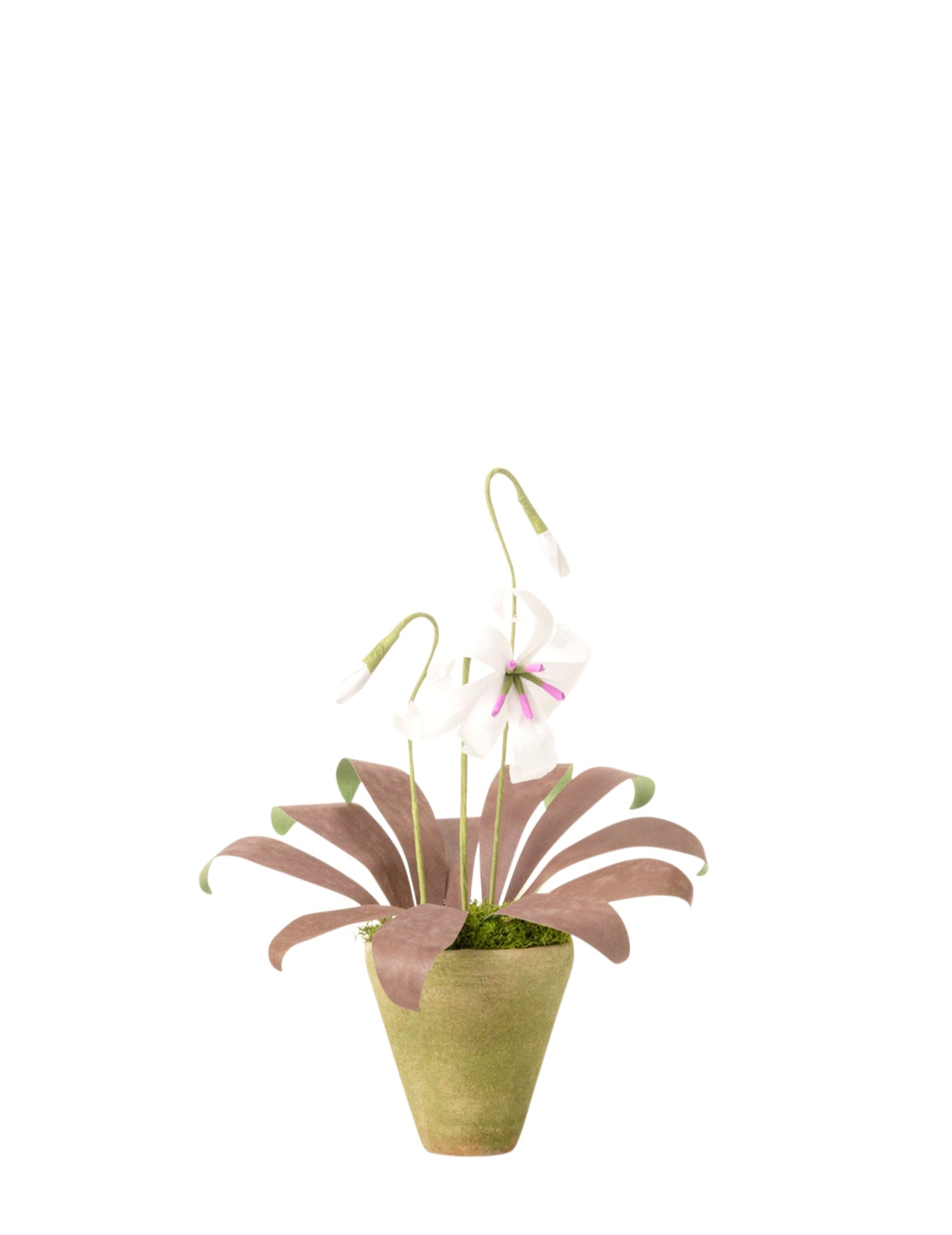 Mini Trout Lily Plant
