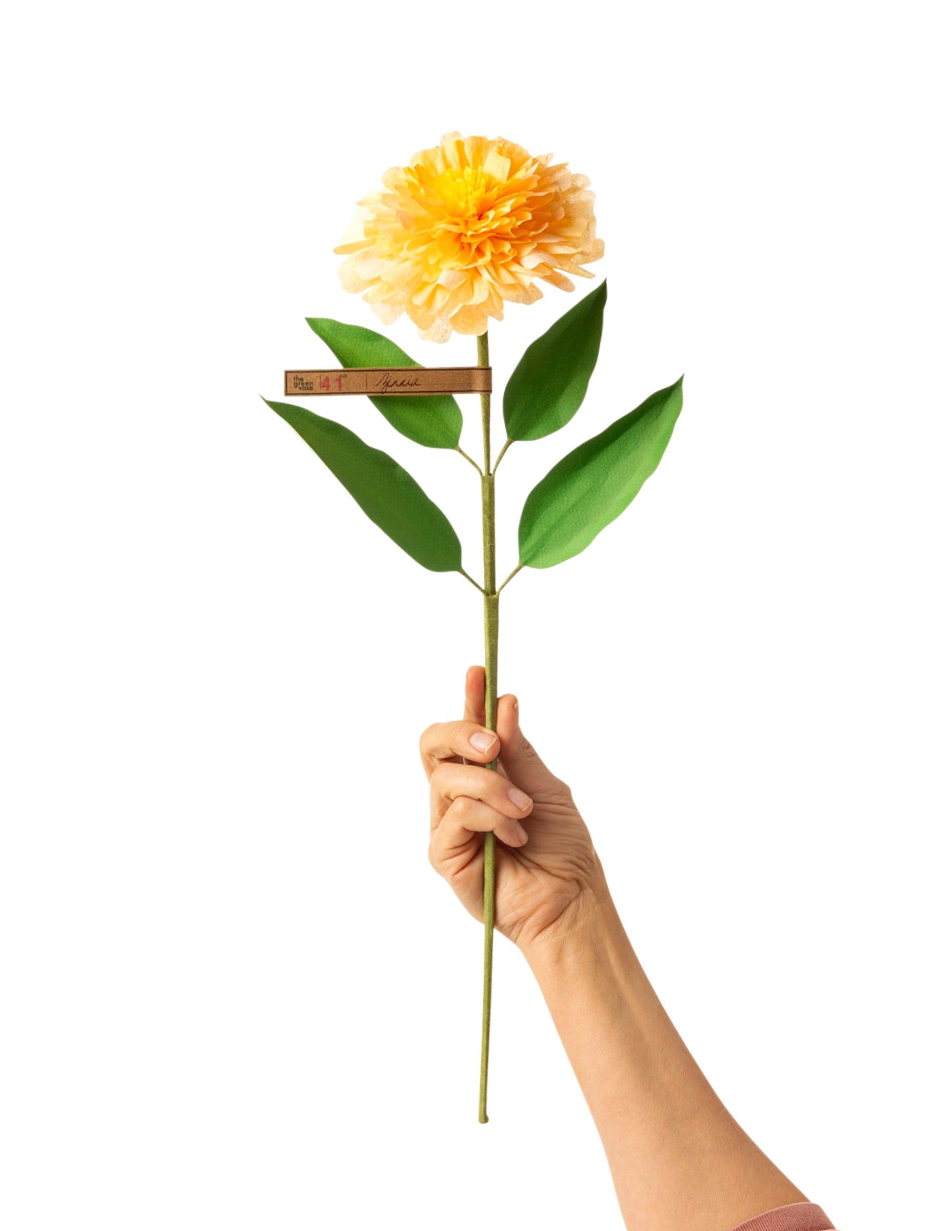 Zinnia Stem