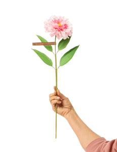 Zinnia Stem