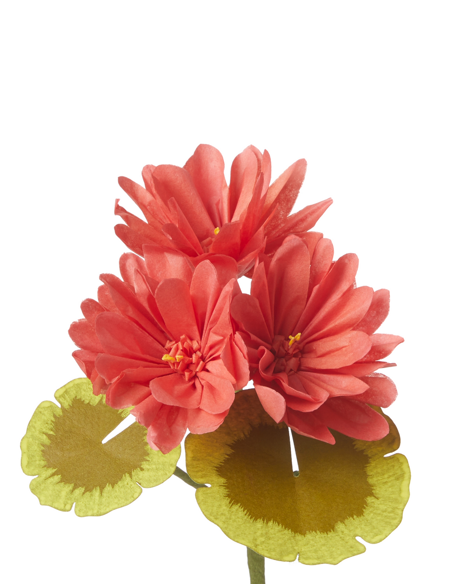 Mini Bloom Geraniums Mini Two-Tone Geranium Plant – The Green Vase