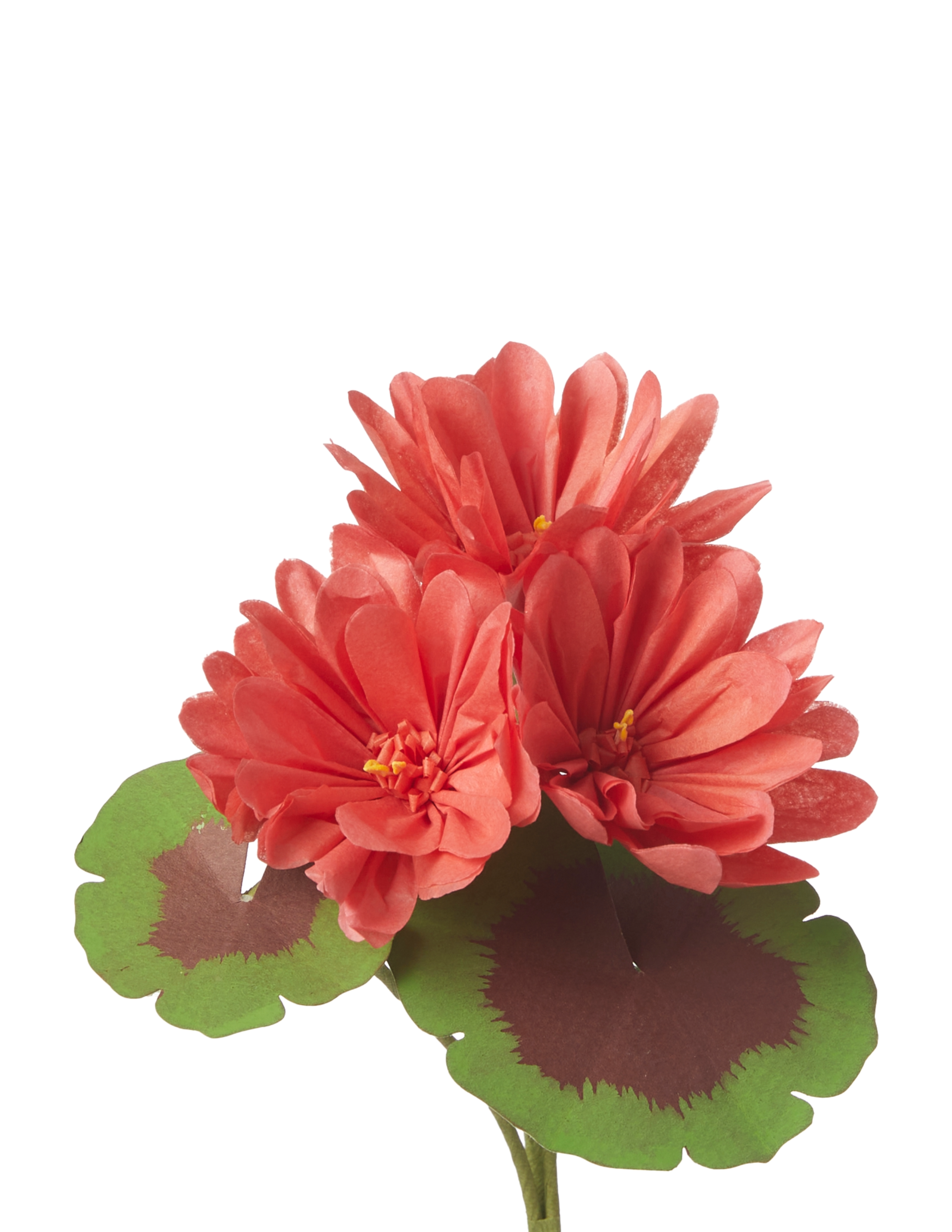 Mini Bloom Geraniums Mini Two-Tone Geranium Plant – The Green Vase