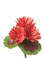 Load image into Gallery viewer, Mini Two-Tone Geranium Plant
