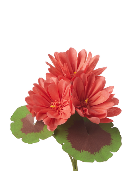 Mini Bloom Geraniums Mini Two-Tone Geranium Plant – The Green Vase
