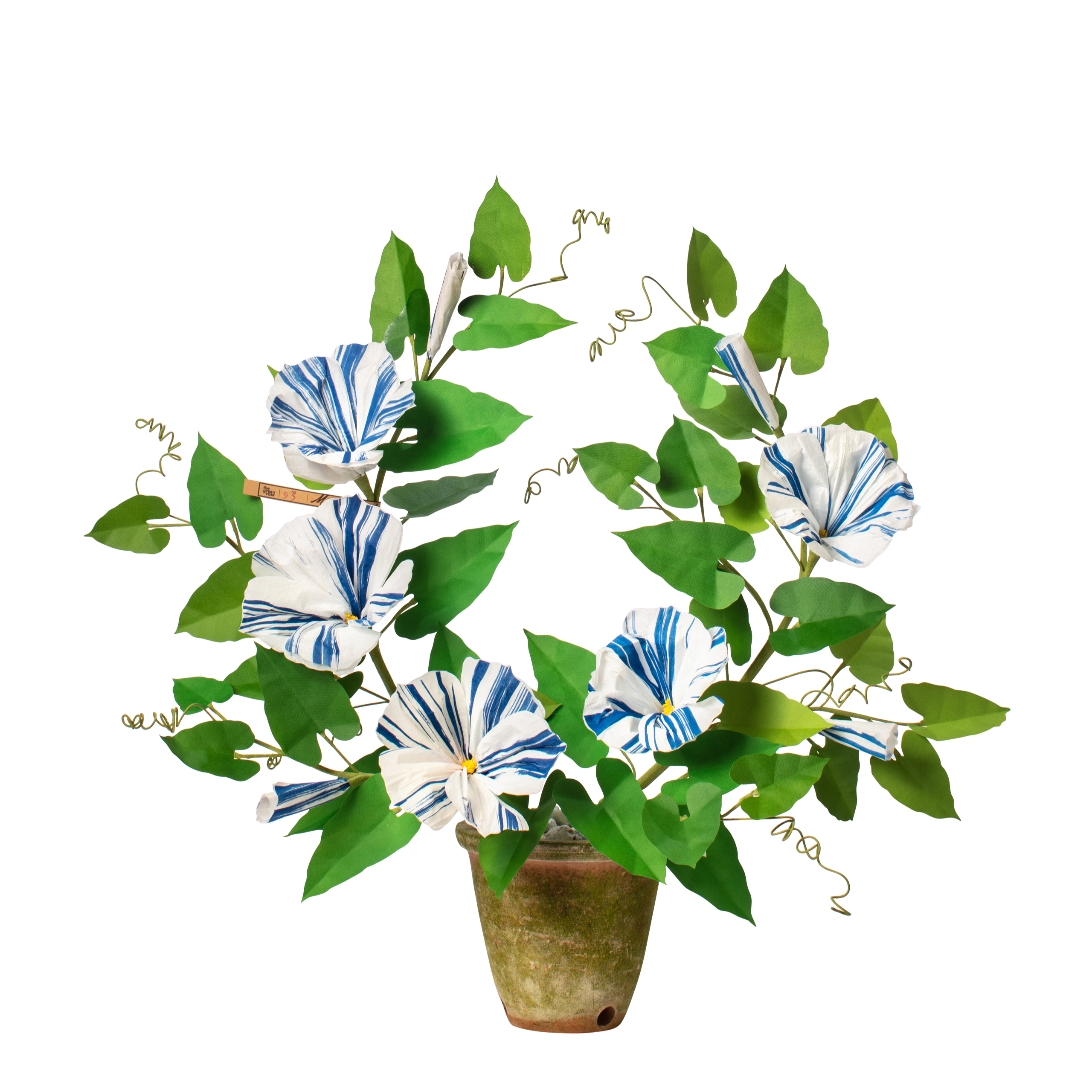 Morning Glory Plant