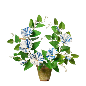 Morning Glory Plant