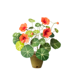 Load image into Gallery viewer, Nasturtium Plant
