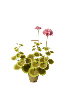 Two-Tone Geranium Plant