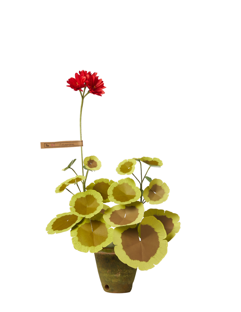 Mini Bloom Geraniums Mini Two-Tone Geranium Plant – The Green Vase