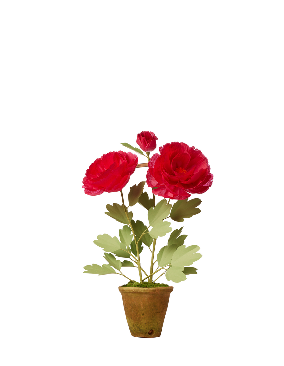 The Green Vase Peony Plant