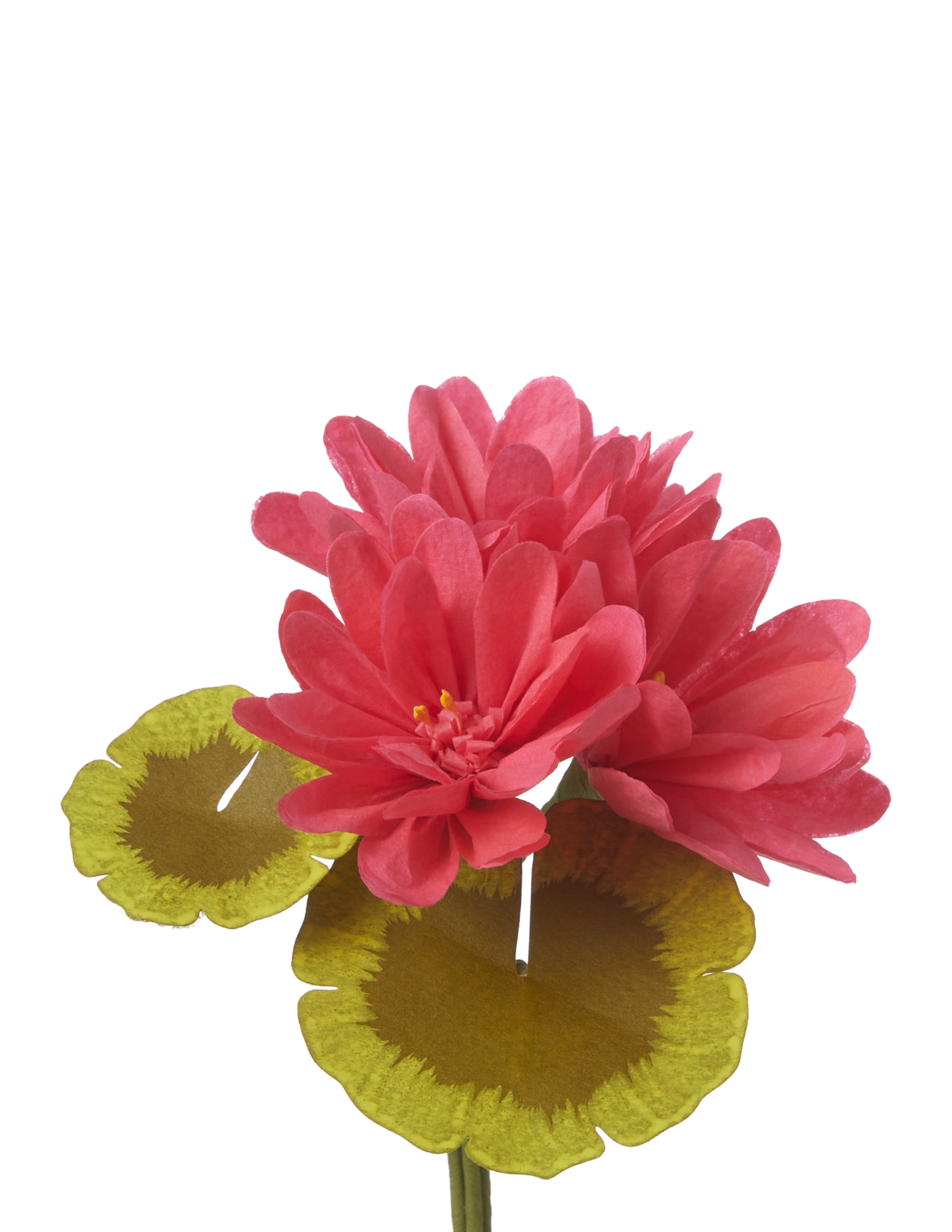 Mini Bloom Geraniums Mini Two-Tone Geranium Plant – The Green Vase